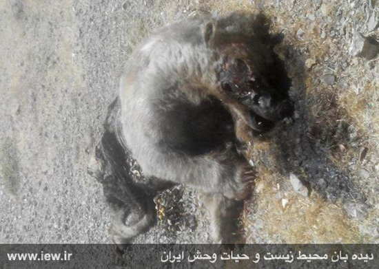 کشته شدن یک خرس قهوه‌ای در سمیرم