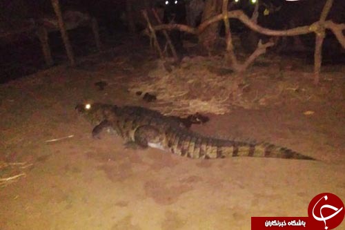 هیولای واقعی زیر تخت خواب+تصاویر