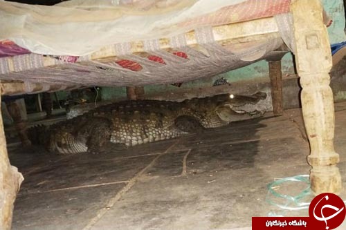 هیولای واقعی زیر تخت خواب+تصاویر