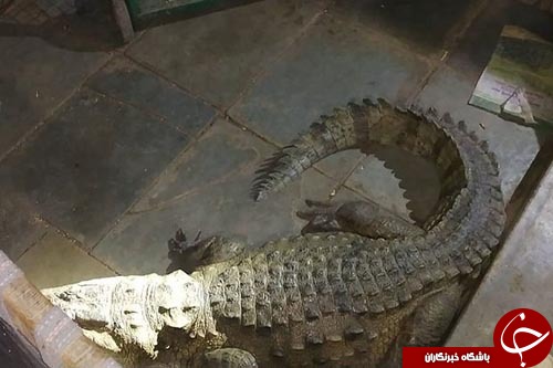 هیولای واقعی زیر تخت خواب+تصاویر